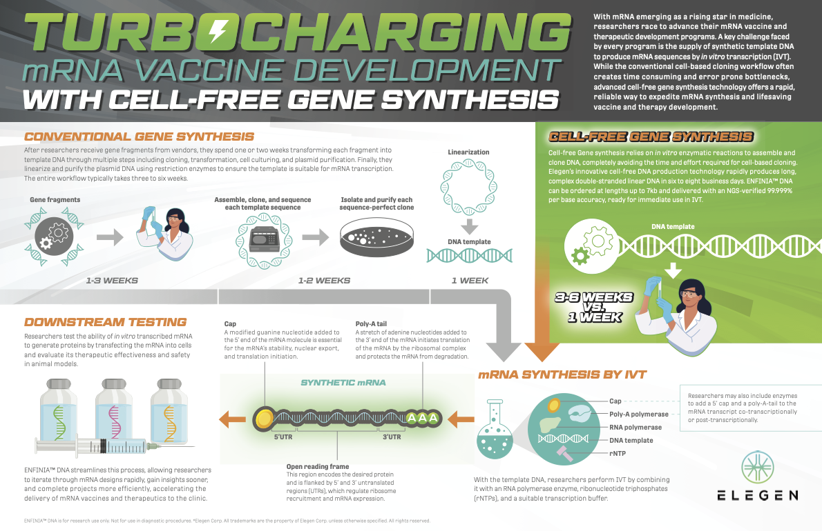 Application of ENFINIA Linear DNA in mRNA vaccine development.