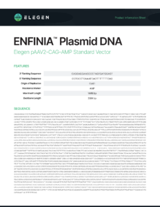 pAAV2-CAG-AMP Standard Vector Info Sheet