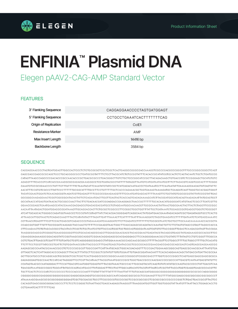 pAAV2-CAG-AMP Standard Vector Info Sheet