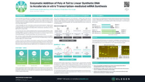 Enzymatic Addition of Poly-A Tail to Linear Synthetic DNA