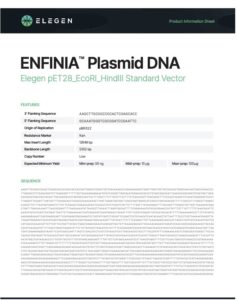pET28 EcoRI HindIII Standard Vector Info Sheet