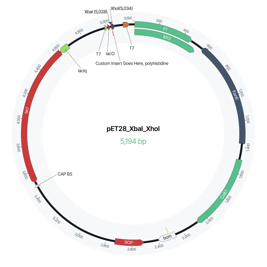 pET28_XbaI_XhoI backbone vector