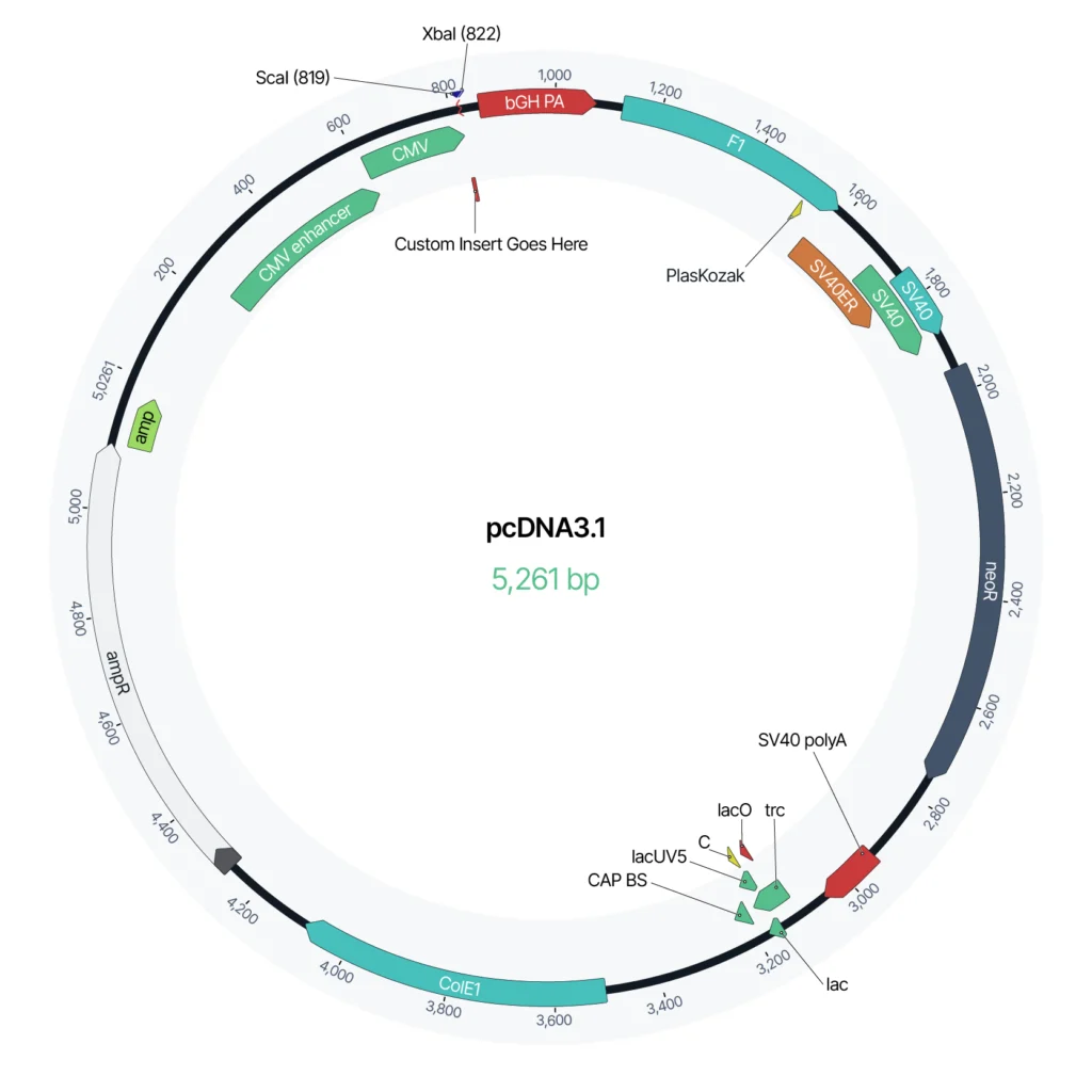 pcDNA31 backbone