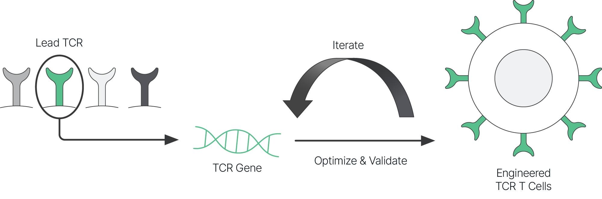 Synthetic DNA templates enable rapid optimization and validation, ensuring maximum potency and specificity both in vitro and in vivo.
