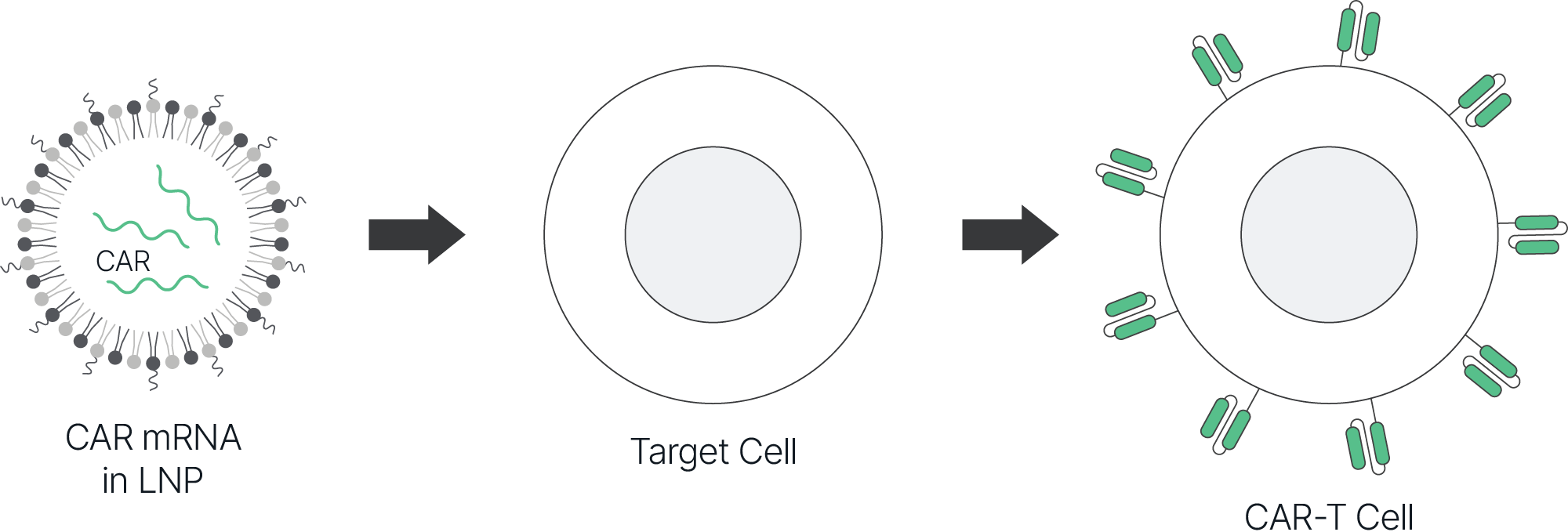 Infographic demonstrating the delivery of CAR-T encoding mRNA via an LNP.