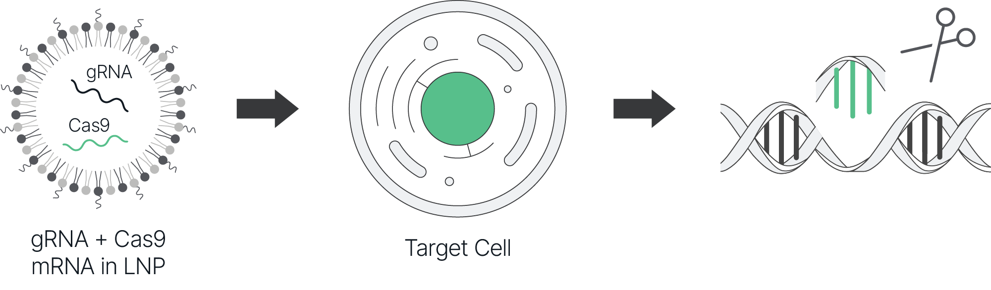 mRNA mediated cell therapy infographic