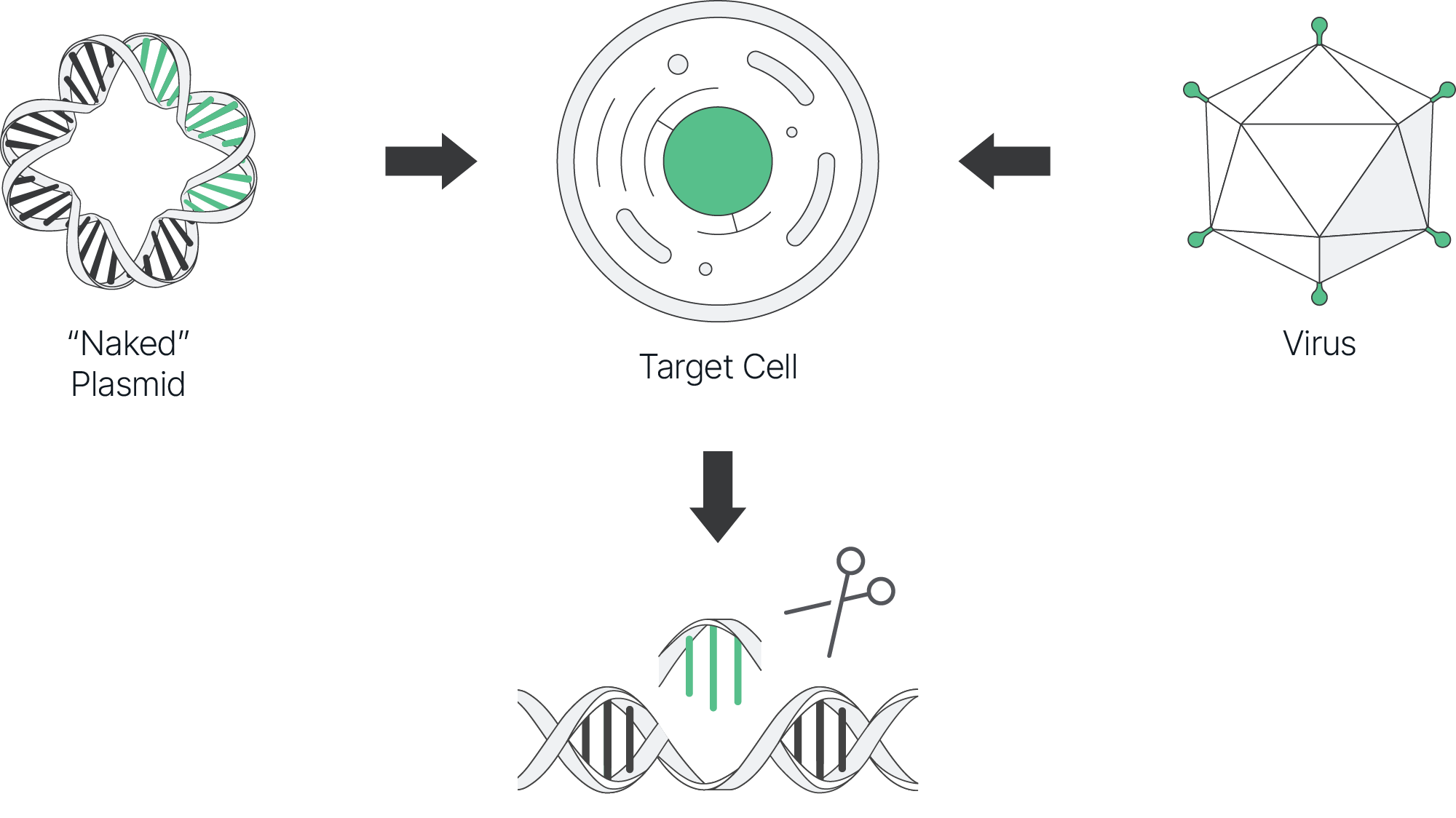 Infographic showing the process of vector mediated cell therapy.